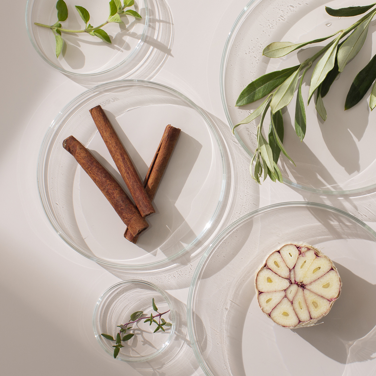 Cinnamon sticks, garlic and fresh herbs arranged in petri dishes.