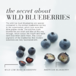 Image with text explaining the benefits of low-bush blueberries.