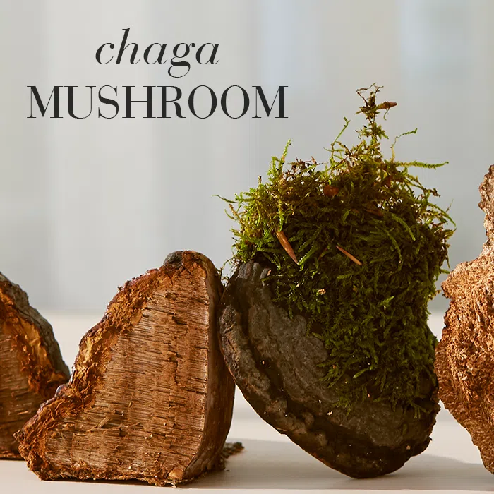 Close-up of the Chaga™ mushroom showcasing its rough texture and dark, earthy appearance.