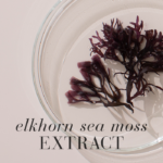 Image of elk horn sea moss showing its natural texture and branching shape.