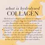 Graphic explaining what hydrolysed collagen is and how collagen levels in the skin decrease with age.