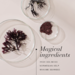 Top-down view of natural marine ingredients in petri dishes.