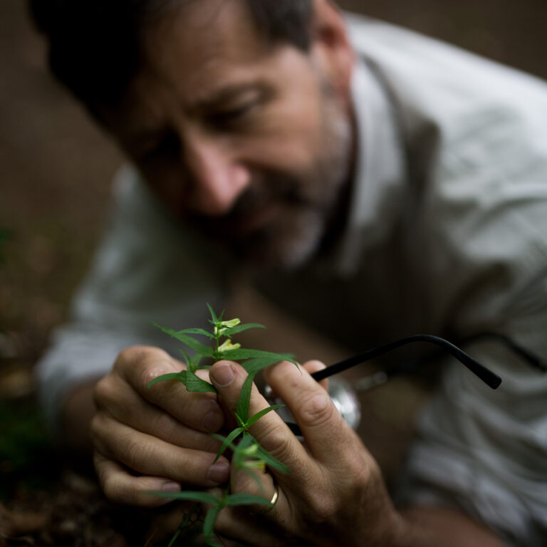 A man holding some herbs, closely examining them with attention to detail.