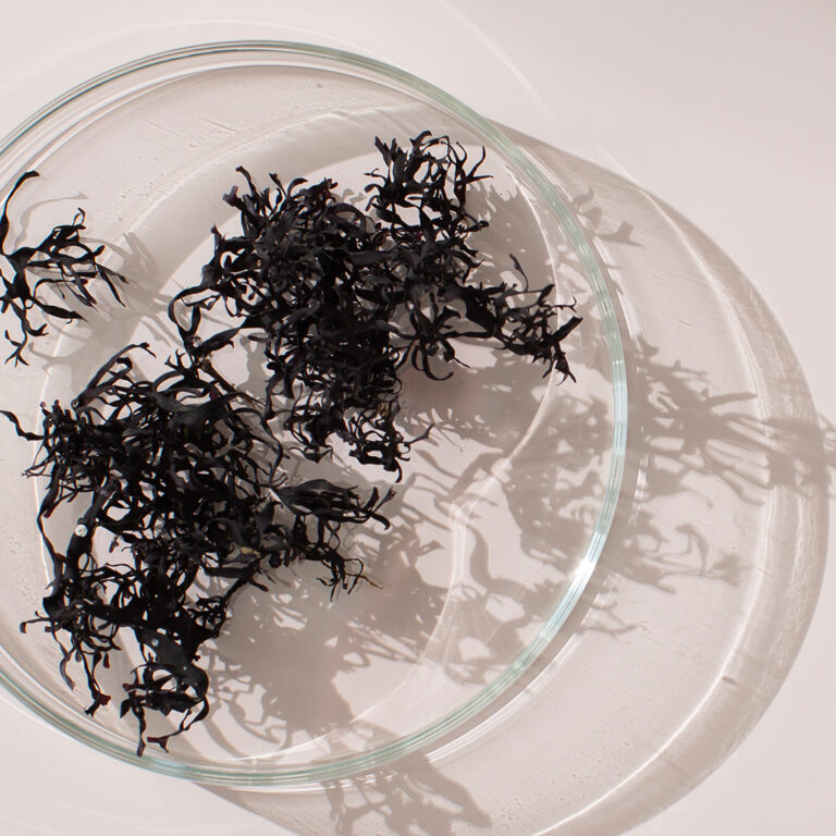 Close-up of Irish sea moss.