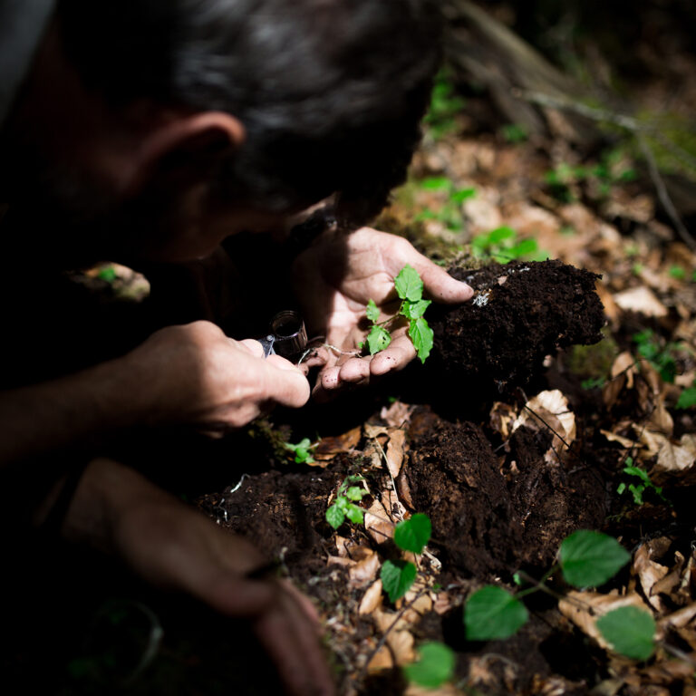 A man closely inspecting a plant.