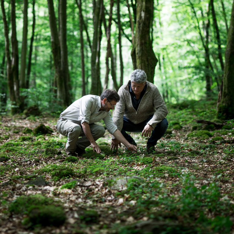 Two men closely inspecting plants in the forrest.