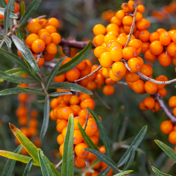 Close-up of sea buckthorn berries in a natural setting.