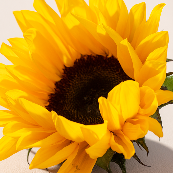 A big and yellow sunflower