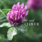 Red Clover plant with purple flower.