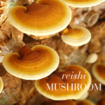 Close-up of a reishi mushroom showing its smooth, layered surface.