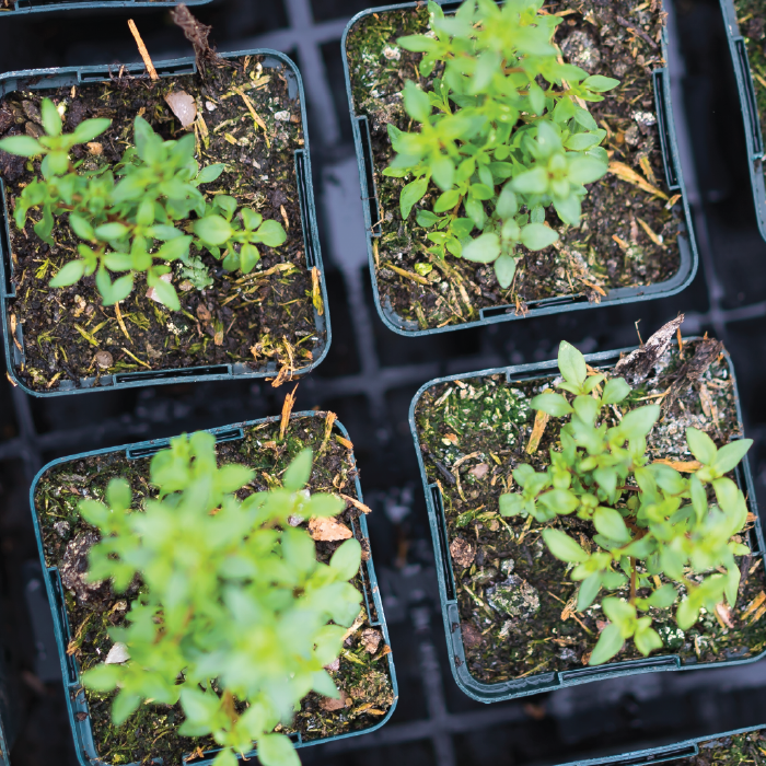 Herbal Schools 39 Green plants with fresh leaves.