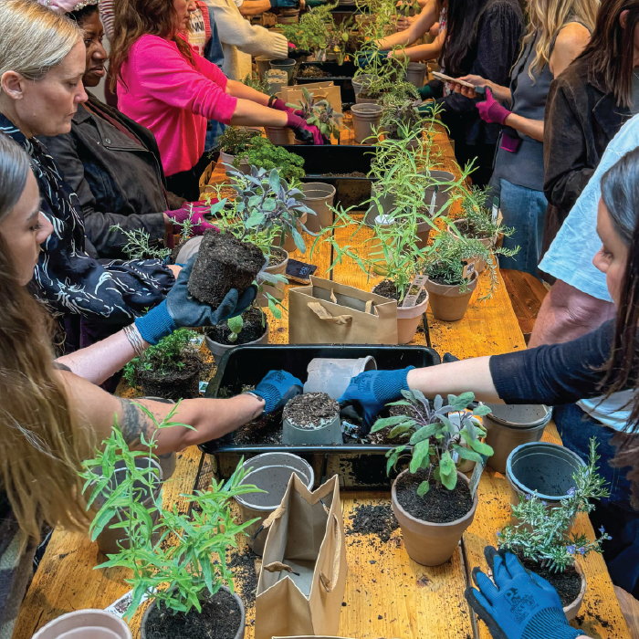 Herbal Schools 9 People gardening and experimenting with herbs at a herbal school event, learning about plant care and uses.