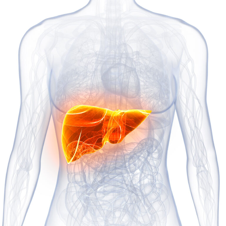 A diagram of a human body highlighting the location of the liver.