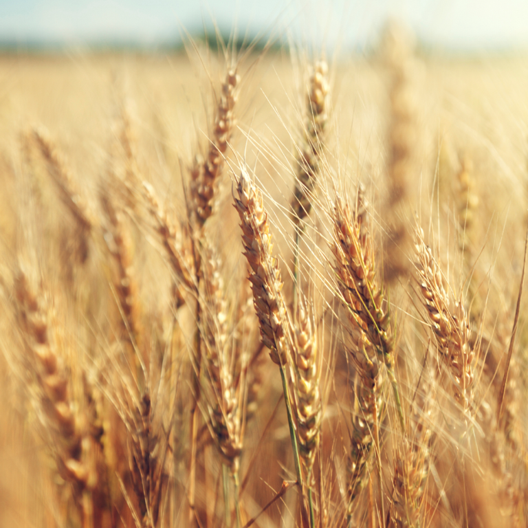Alt text: Close-up of ripe golden wheat heads in a sunlit field, with softly blurred wheat and sky in the background.