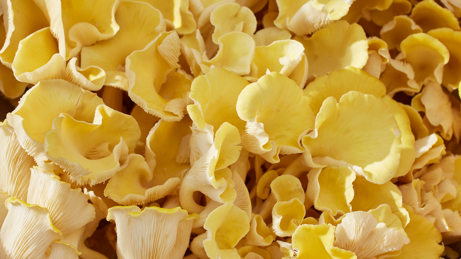 Close-up of a dense cluster of golden-yellow oyster mushrooms with ruffled caps and pale gills overlapping in a textured pattern.
