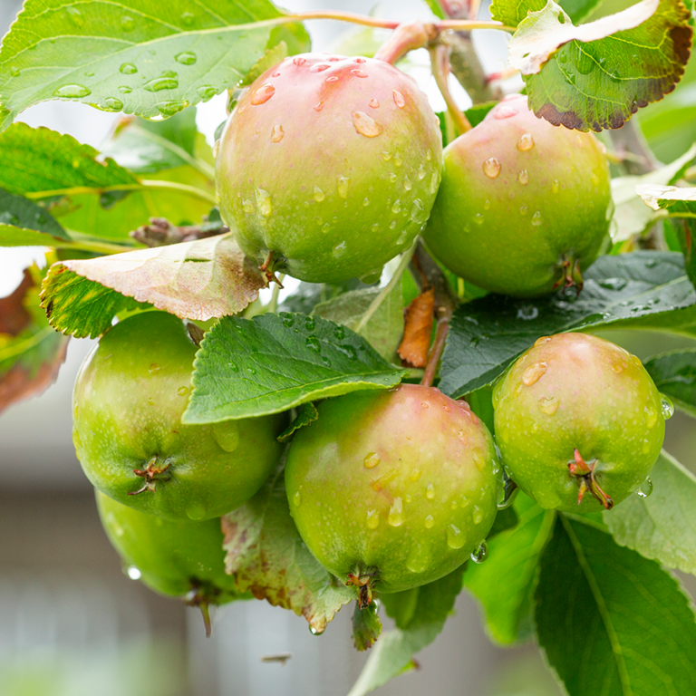 Apples on a branch with water droplets on them