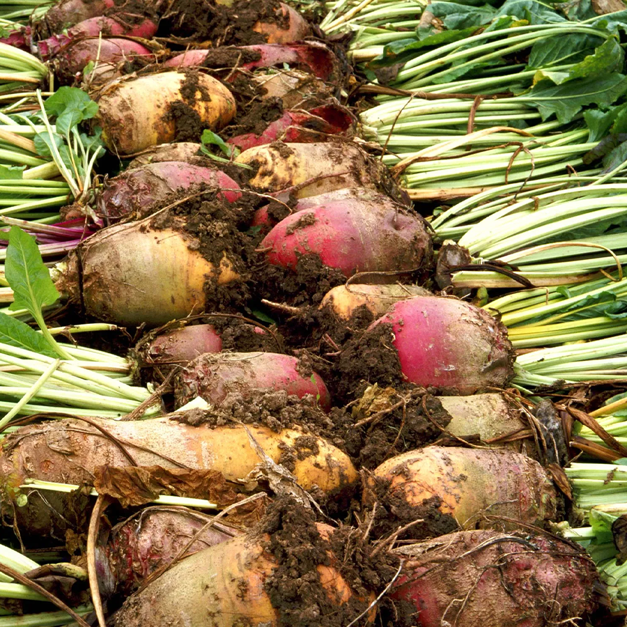 Rows of sugar beet fibre plants