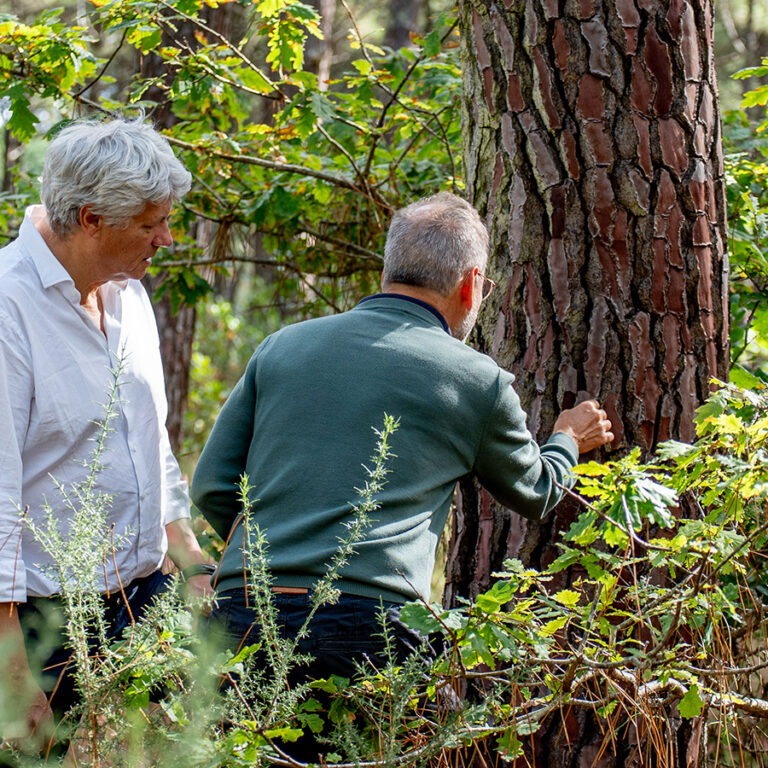 Two people examining a tree