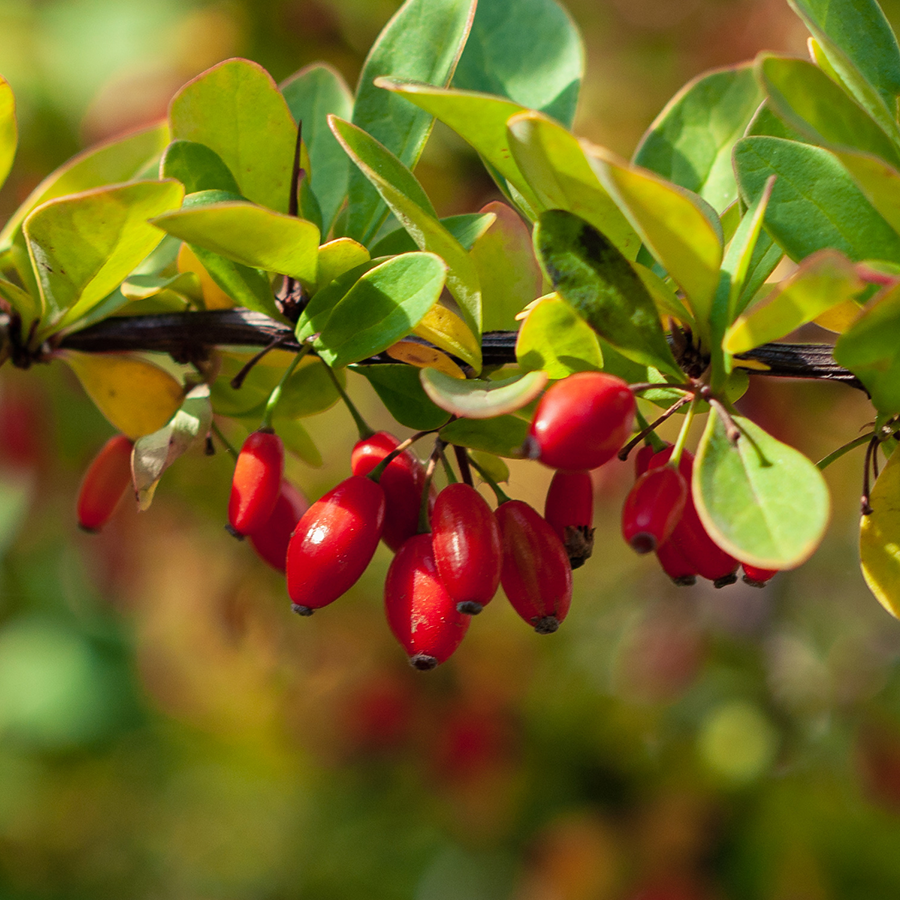 Berberine vs GLP 1 Medications Whats the Difference 2