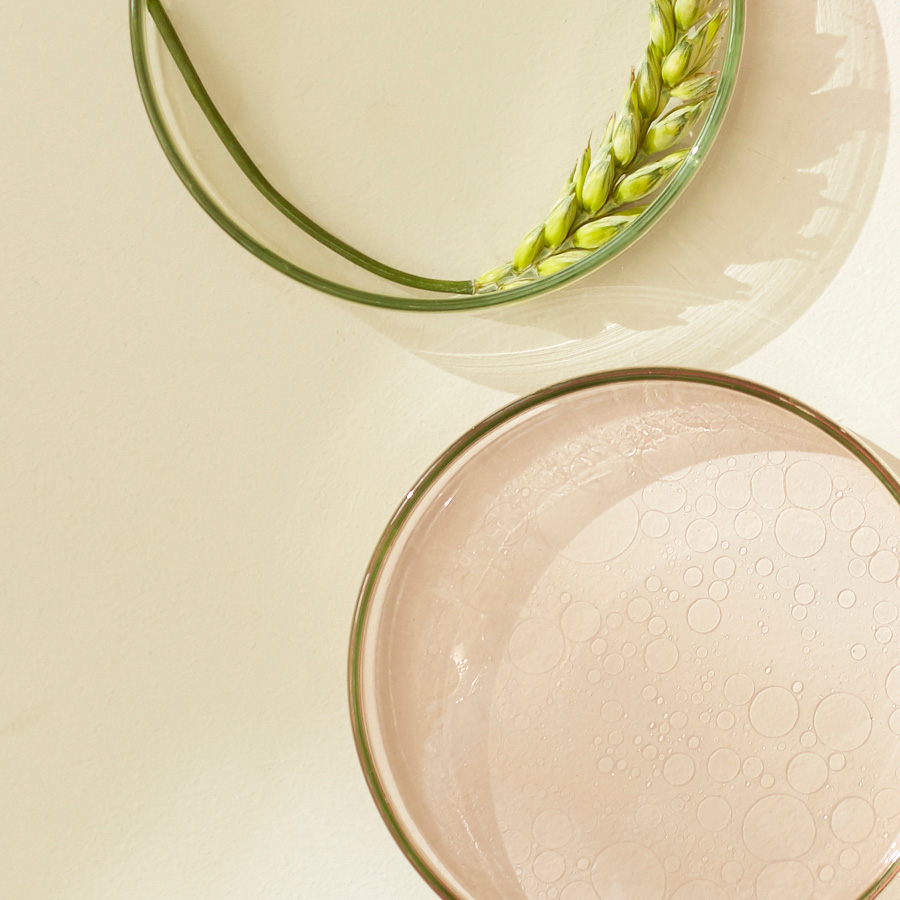 Petri dishes of wheat and liquid