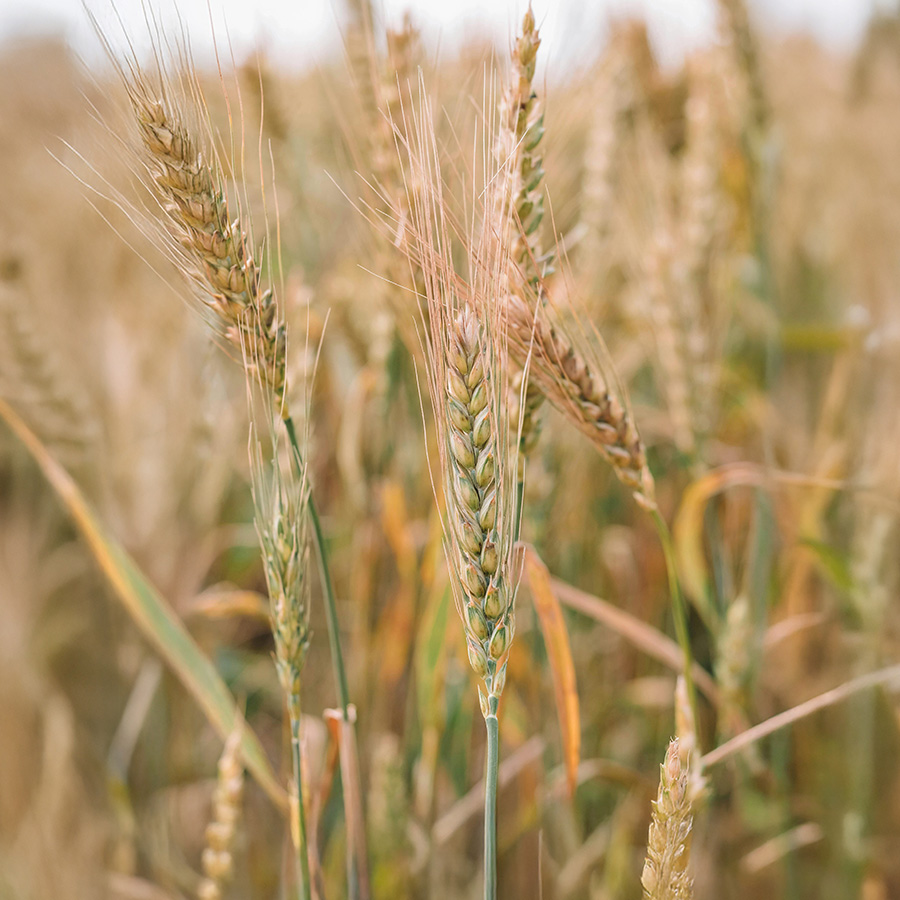 Field of wheat