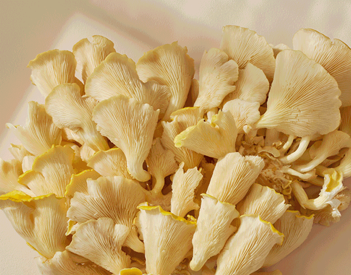di OurBrand Our Ingredients Ingredient Glossary Banner Mobile GIF