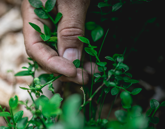 Close-up of a hand picking fresh green berries and leaves from a plant in a natural woodland setting.