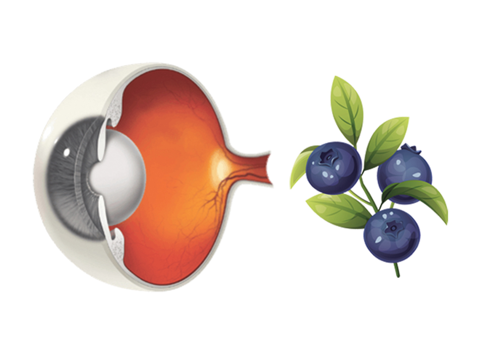 Eye_Blueberries_Diagram